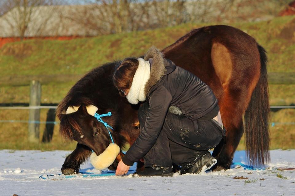 Shetlænder Sofus " My Soulmate:')"<3 - Her nejer fusse og Katrine <3 Foto af Sofie Andersen vinteren 14/15 billede 19