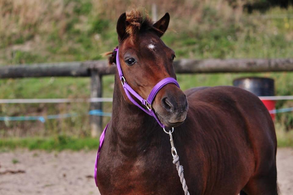 Shetlænder Sofus " My Soulmate:')"<3 - lækker lille trold <3 Foto af Sofie Andersen billede 15