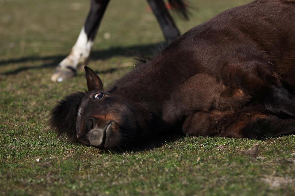 Shetlænder Sofus " My Soulmate:')"<3 - lille forårskulleret trold, april 2015. Foto af FrejaSifFoto billede 20