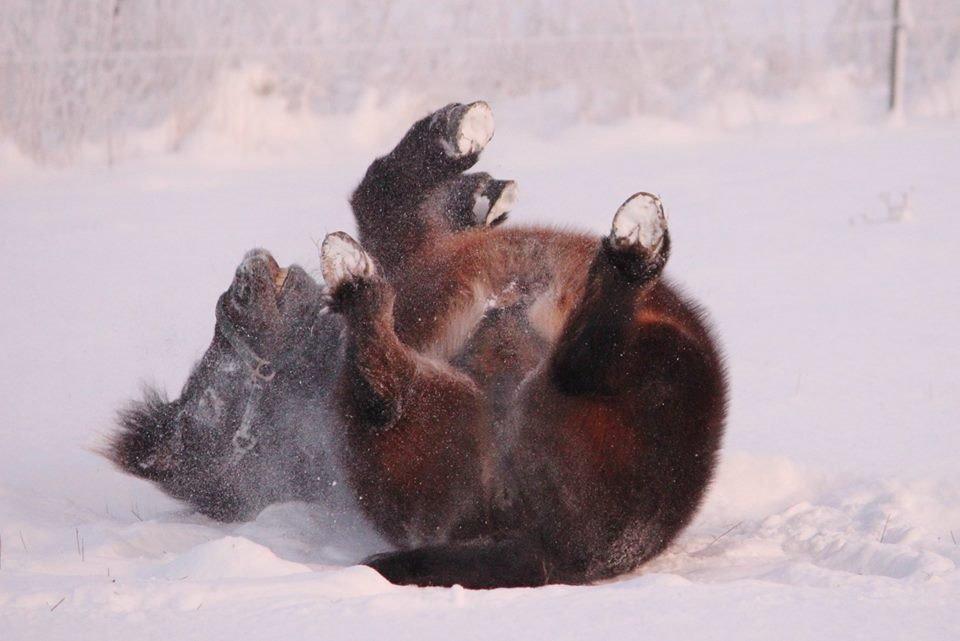 Shetlænder Sofus " My Soulmate:')"<3 - sne bamse<3 vinteren 14/15 Foto af Sofie Andersen billede 9