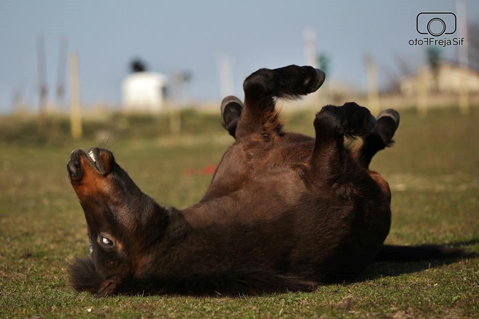 Shetlænder Sofus " My Soulmate:')"<3 - Endnu en tur i det beskidte græs ;) Foto af FrejaSifFoto billede 30