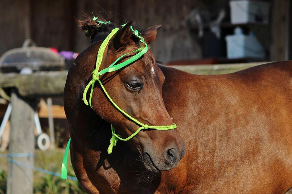 Shetlænder Sofus " My Soulmate:')"<3 - lille supermodel <3 Foto af Sofie Andersen billede 26