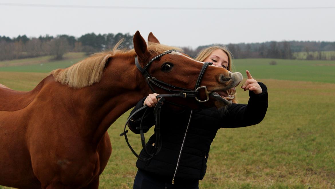 Appaloosa Sequoia van de lorkeershoeve <3 - 3 år <3Fotot af Sofie Andersen billede 22