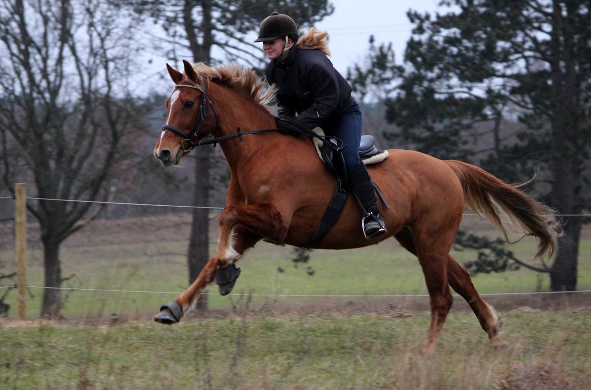 Appaloosa Sequoia van de lorkeershoeve <3 - „Friendship is a single soul living in two bodies.“<3 Foto Sofie Andersen billede 24