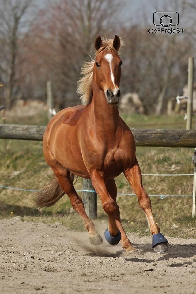 Appaloosa Sequoia van de lorkeershoeve <3 - „A friend is one that knows you as you are, understands where you have been, accepts what you have become, and still, gently allows you to grow.“April 2015 Foto af FrejaSifFoto billede 7