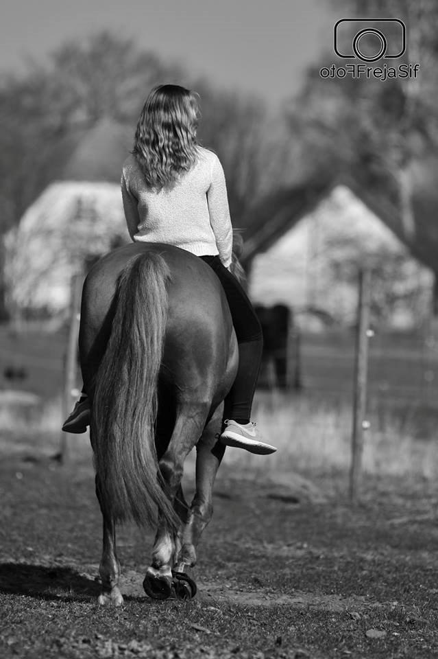 Appaloosa Sequoia van de lorkeershoeve <3 - "When riding my horse, I no longer have my heart in my chest, but between my knees." Foto af FrejaSifFoto billede 41