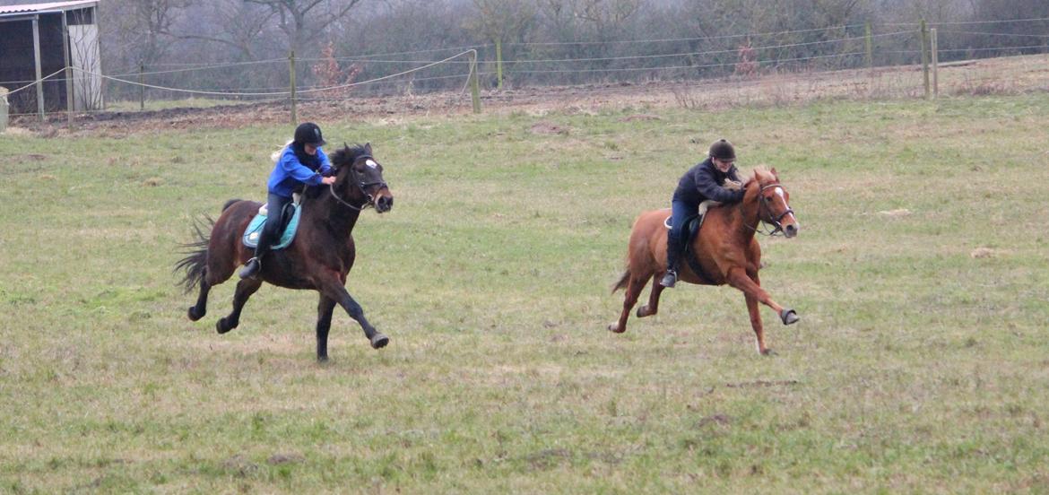 Appaloosa Sequoia van de lorkeershoeve <3 - Sequoia vinder altid når det gælder vædeløb! her imod fabian og celina <3 Foto af Sofie Andersen billede 36