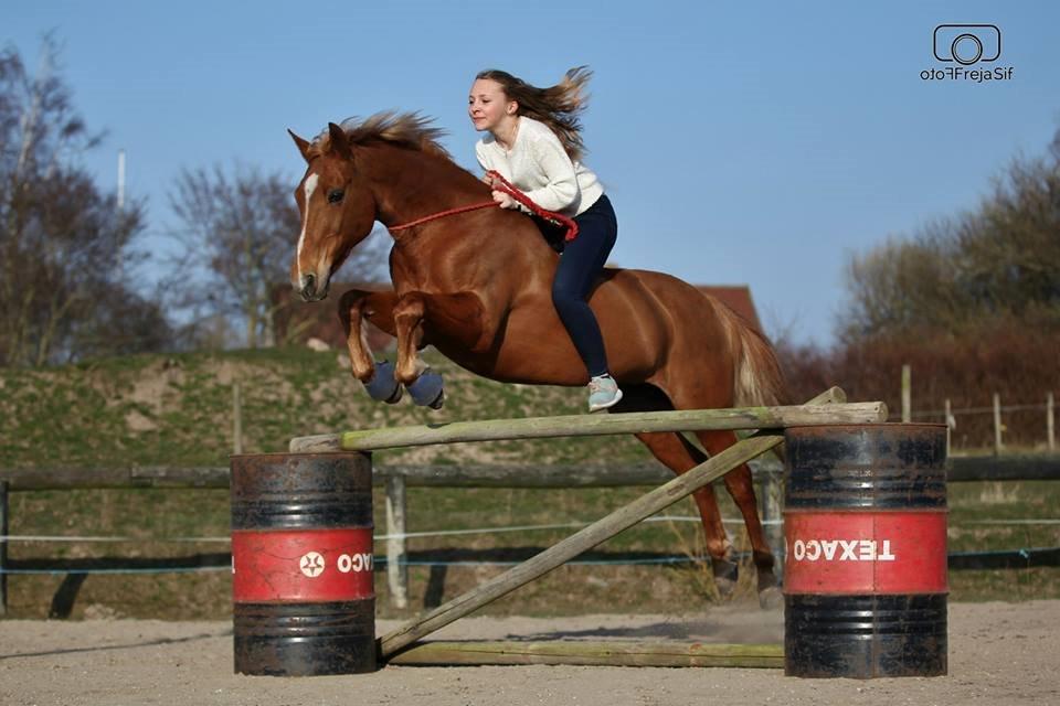 Appaloosa Sequoia van de lorkeershoeve <3 - ”Der er tidspunkter, hvor vi kan stole på en hest. Tidspunkter, hvor vi ikke kan, og tidspunkter, hvor vi er nødt til det.” Foto af FrejaSifFoto billede 4