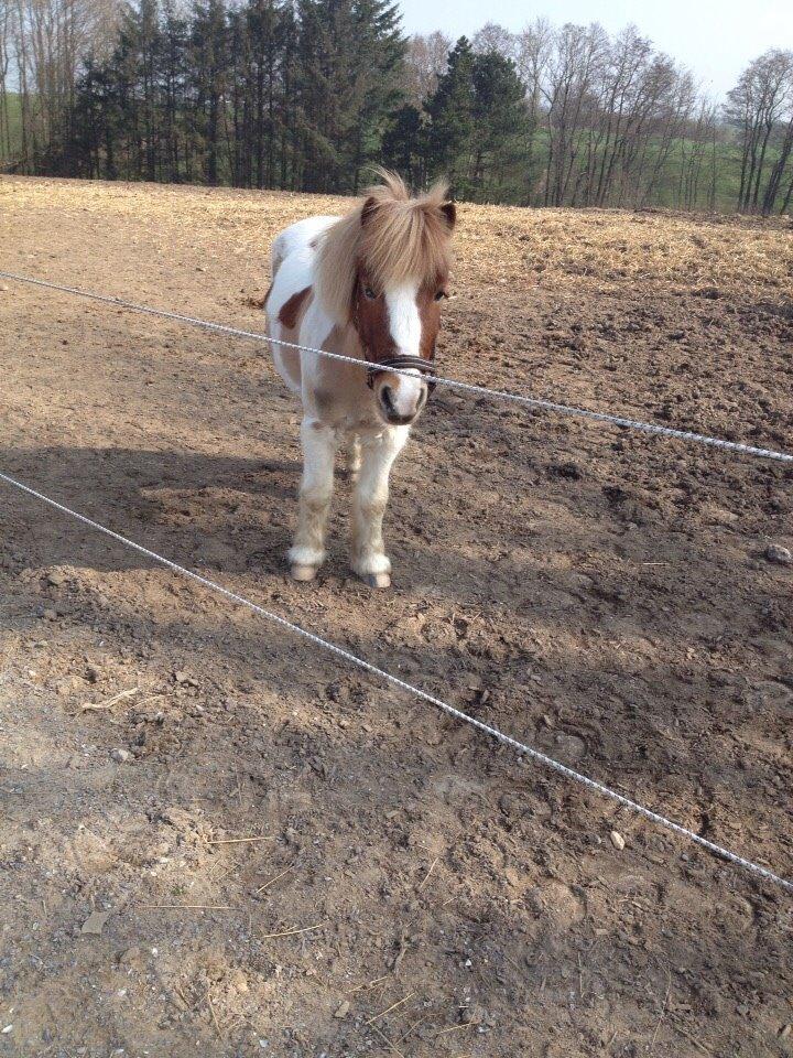Shetlænder Walther billede 19