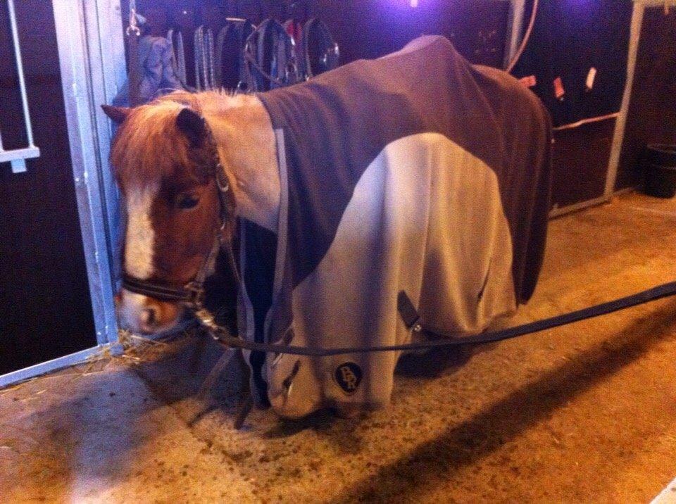 Shetlænder Walther billede 20