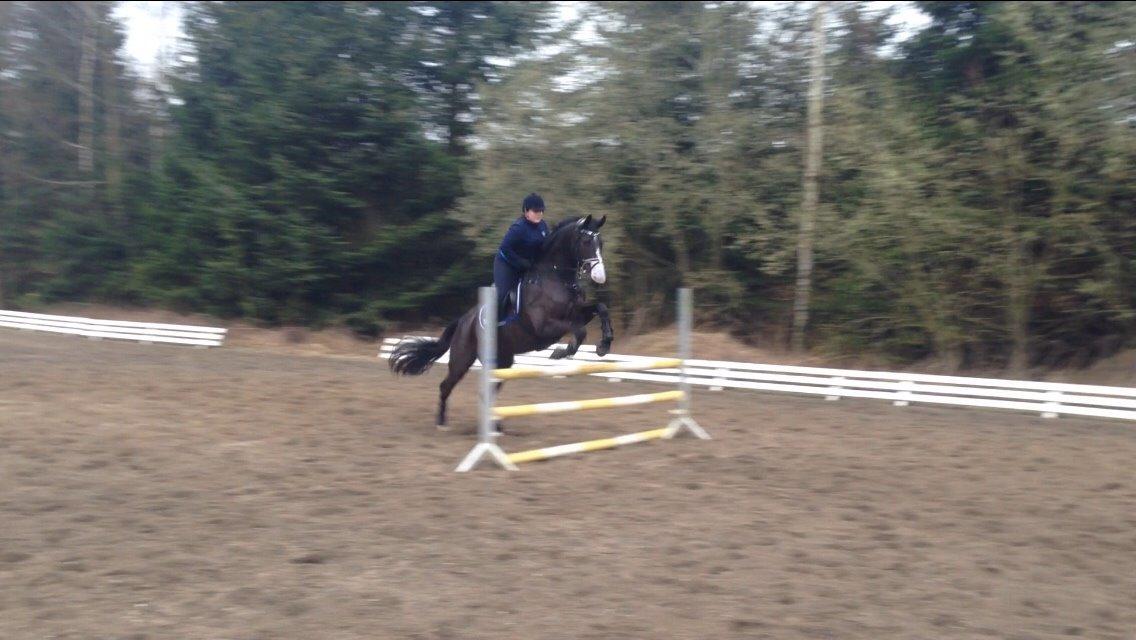 Dansk Varmblod Mitrandir billede 20