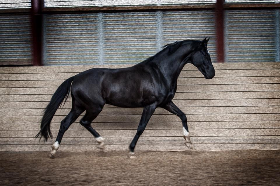 Dansk Varmblod Gørklintgårds Silvio - Foto: Tine Bjørnø. "Hjemme" forår 2015. billede 37