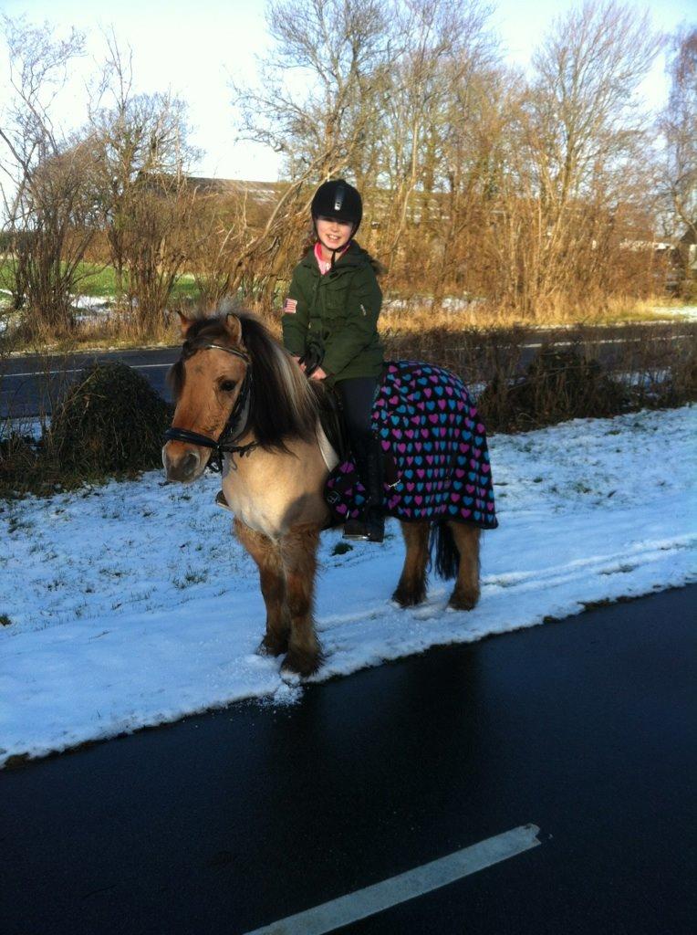 Anden særlig race Fjølner billede 3