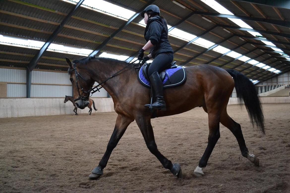 Anden særlig race Arcibald - Arcibald og Jeg dressur undervisning 16/4-2015 billede 2