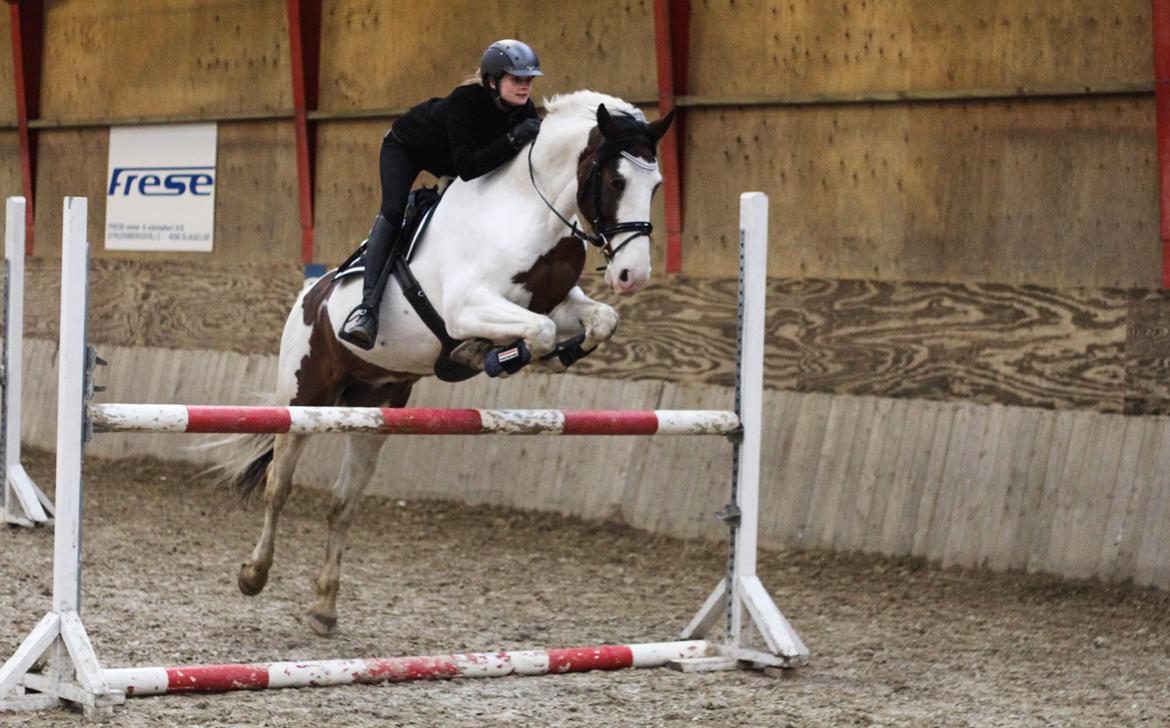 Anden særlig race Bronco billede 13