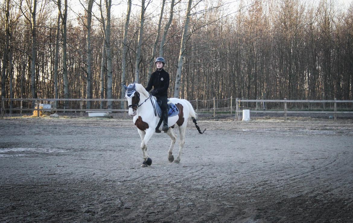 Anden særlig race Bronco billede 20