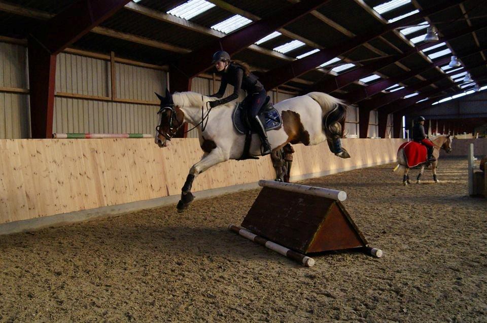 Anden særlig race Bronco billede 17