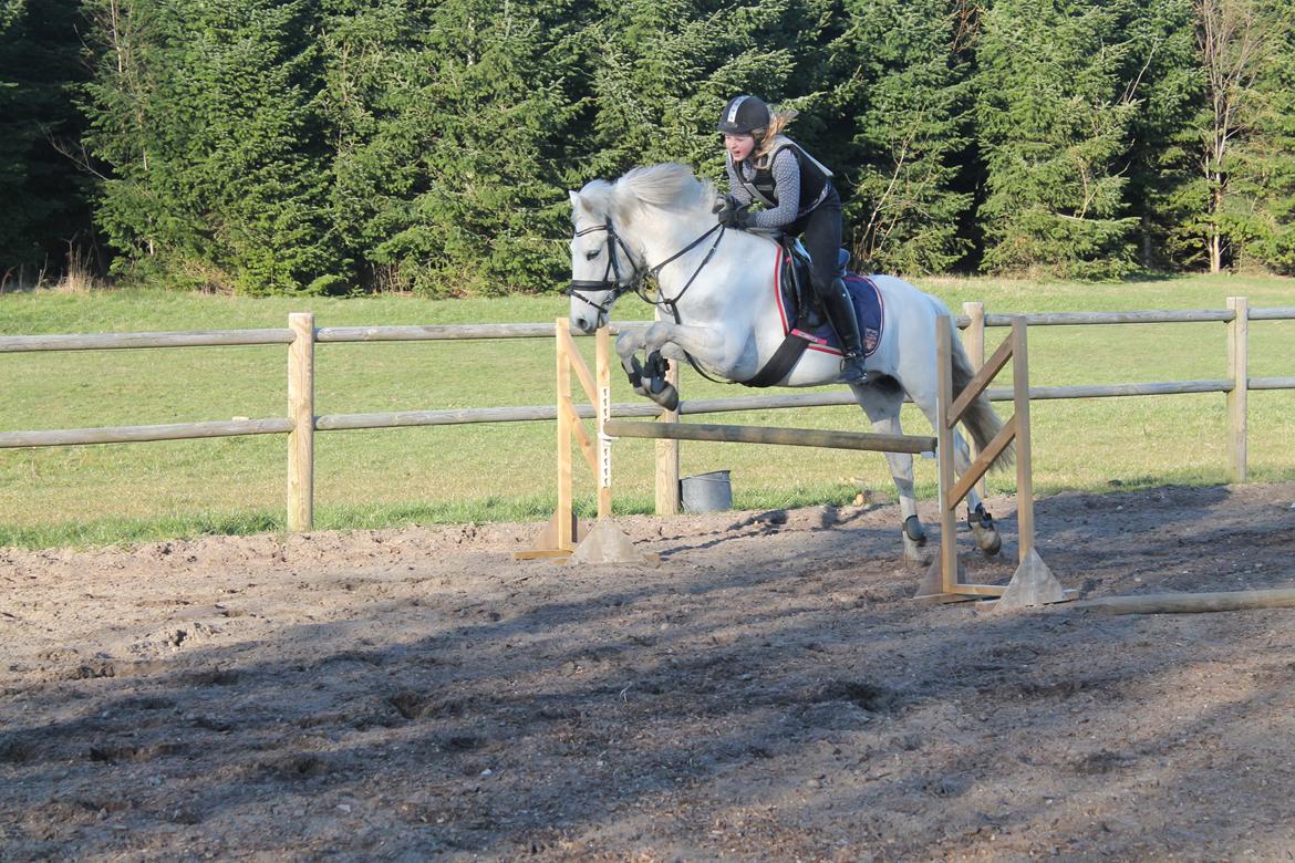 Anden særlig race William/Willy billede 4