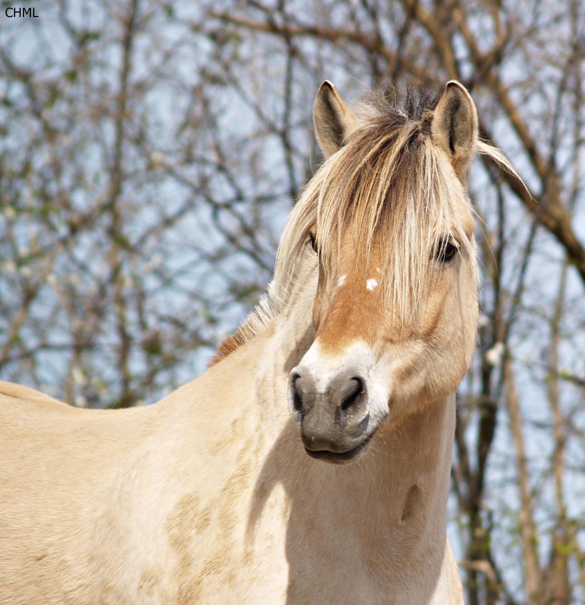 Fjordhest Isabella billede 1