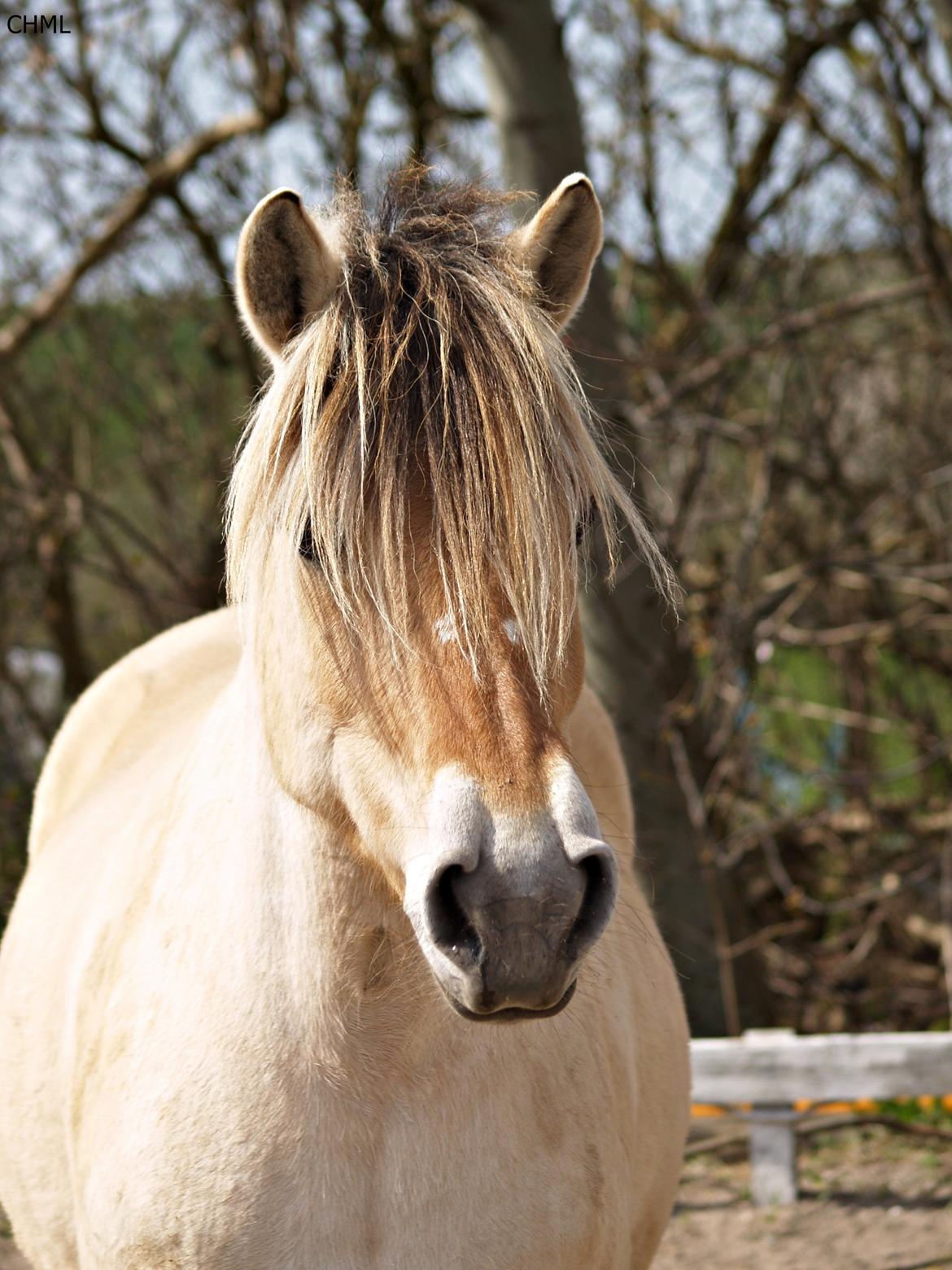 Fjordhest Isabella billede 13