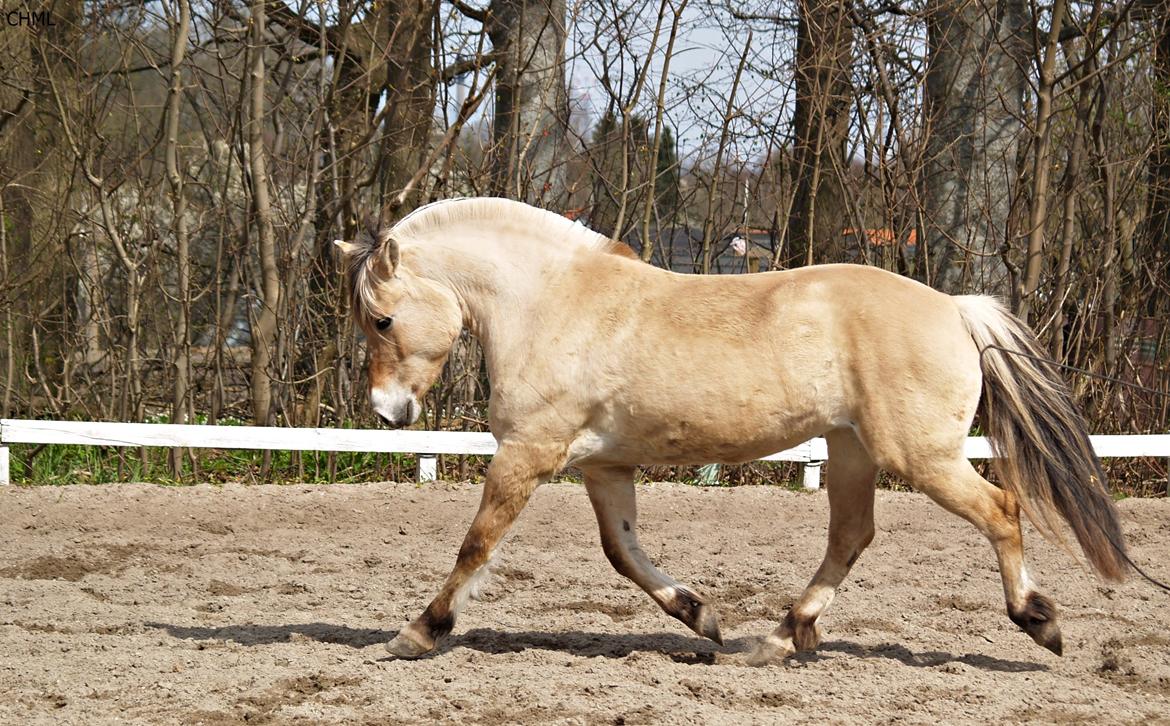 Fjordhest Isabella billede 12