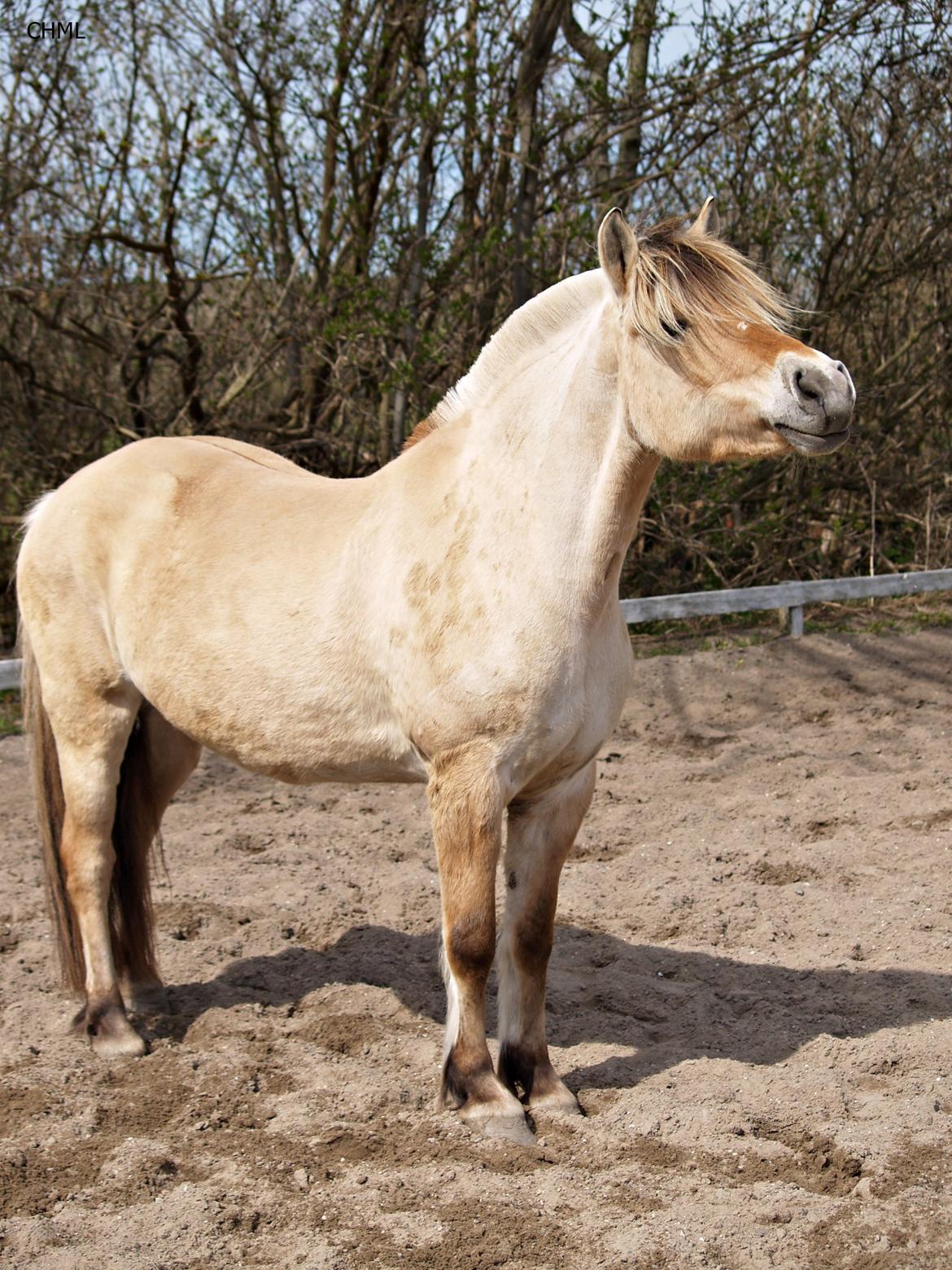 Fjordhest Isabella billede 14