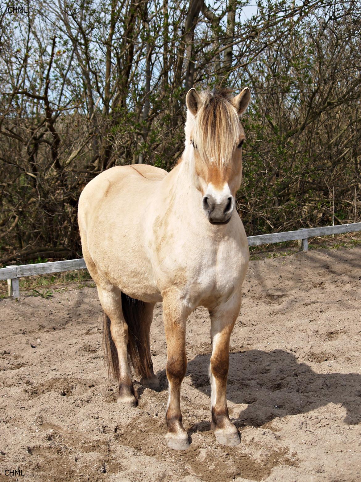Fjordhest Isabella billede 15