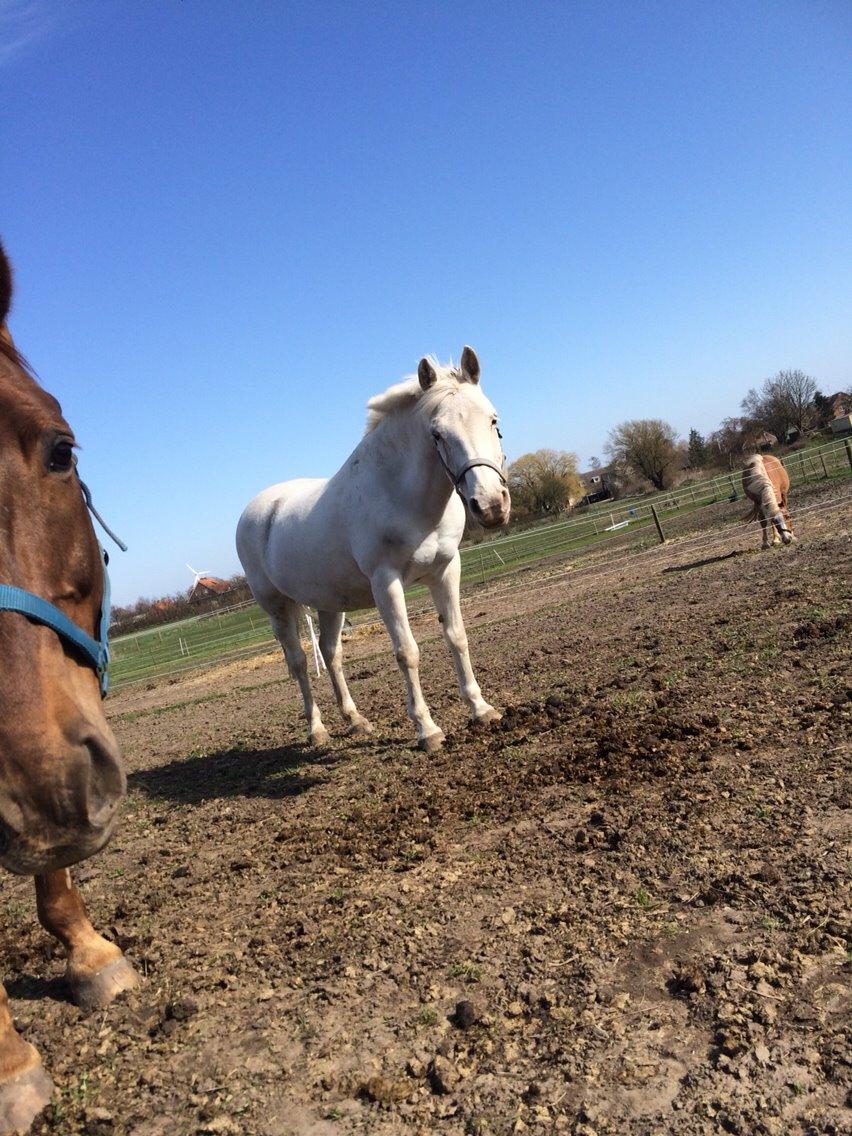 Knabstrupper Bøgelyens Dusty [tidligere hest] billede 38