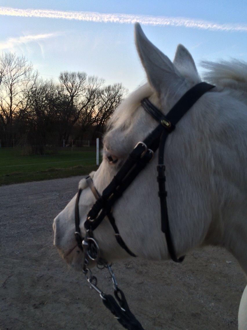 Knabstrupper Bøgelyens Dusty [tidligere hest] billede 39