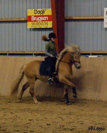 Haflinger Aurel II billede 9