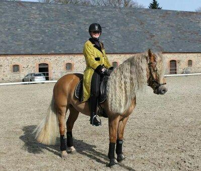 Haflinger Aurel II - vi er begyndt at ride shows<3 vi skal bla. til landskuet i herning. billede 6
