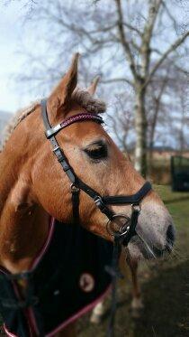 Haflinger Aurel II billede 3