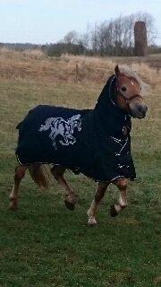 Haflinger Aurel II billede 8