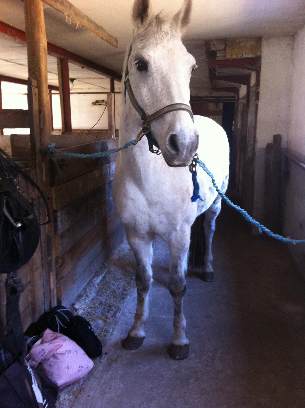 Connemara Sebastian Holmegård - 18-04-2015 billede 12