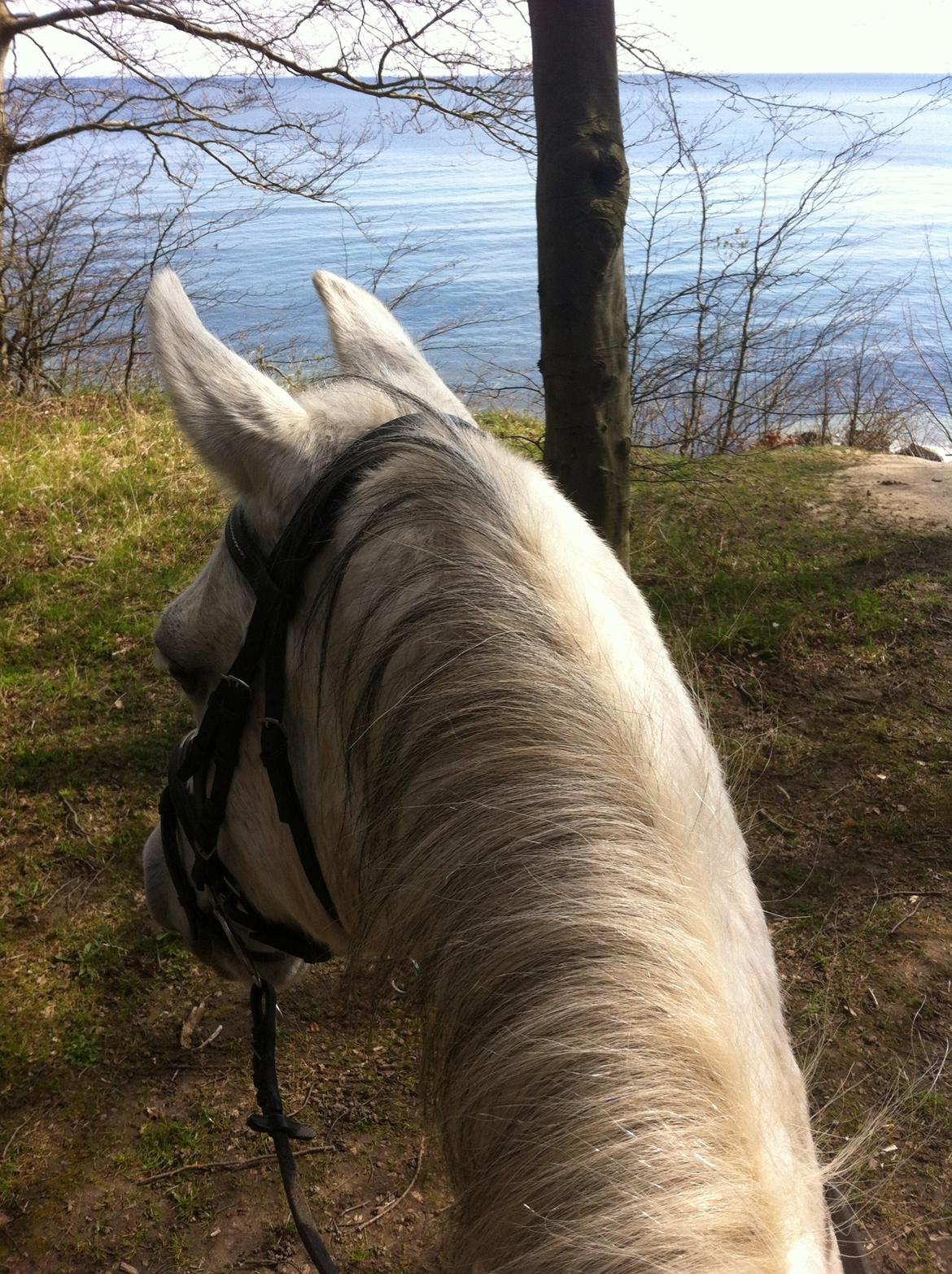 Connemara Sebastian Holmegård - Araber eller Connamara? 18-04-2015 billede 11