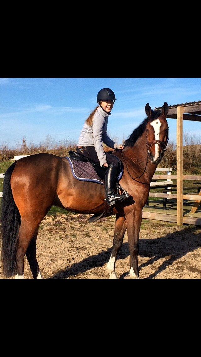 Belgisk varmblod King bay dwerse hagen - Volkommen til kings profil. Bedere billeder komer med tiden :) billede 1