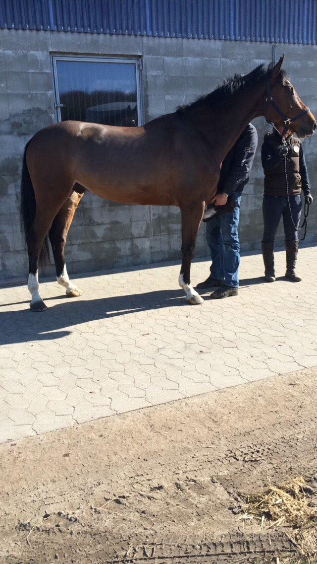 Belgisk varmblod King bay dwerse hagen billede 10