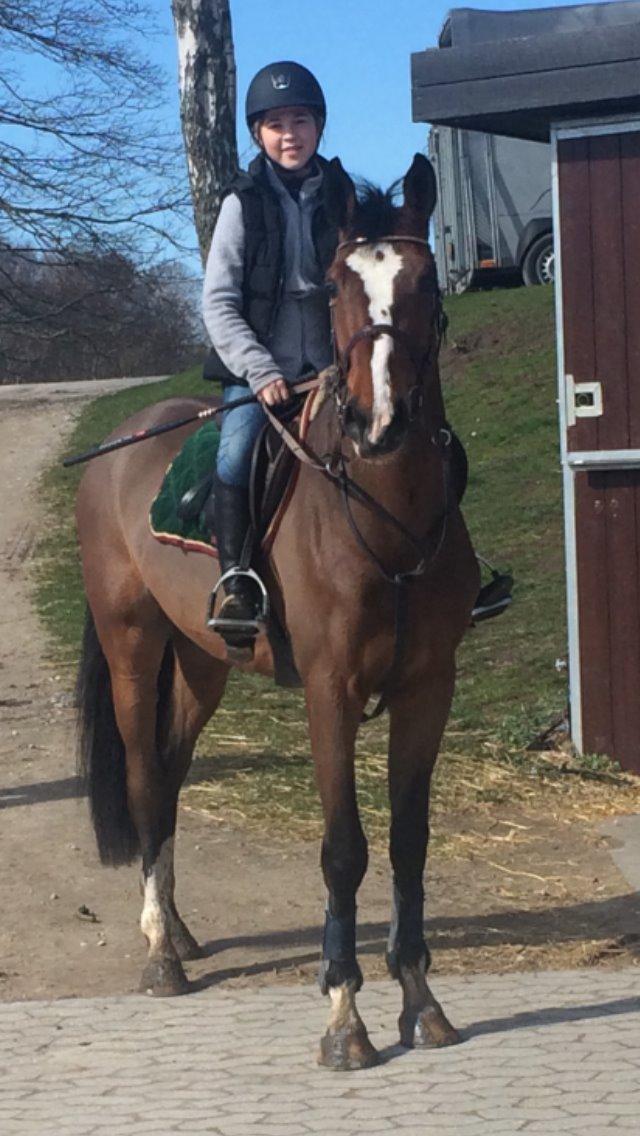 Belgisk varmblod King bay dwerse hagen - Da jeg var oppe at prøve ham 2. gang <3 billede 6