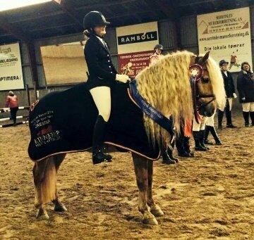 Haflinger Aurel II billede 5