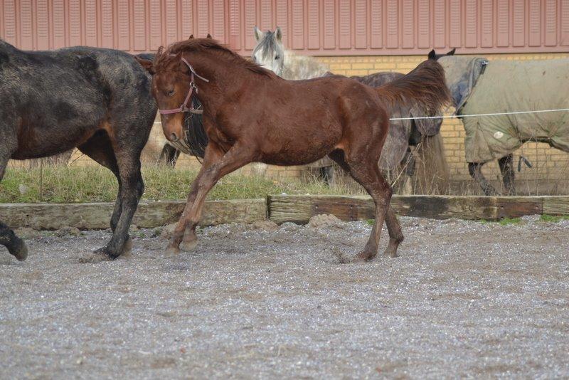 Dansk Varmblod Nørballes Sweet Sixteen billede 21