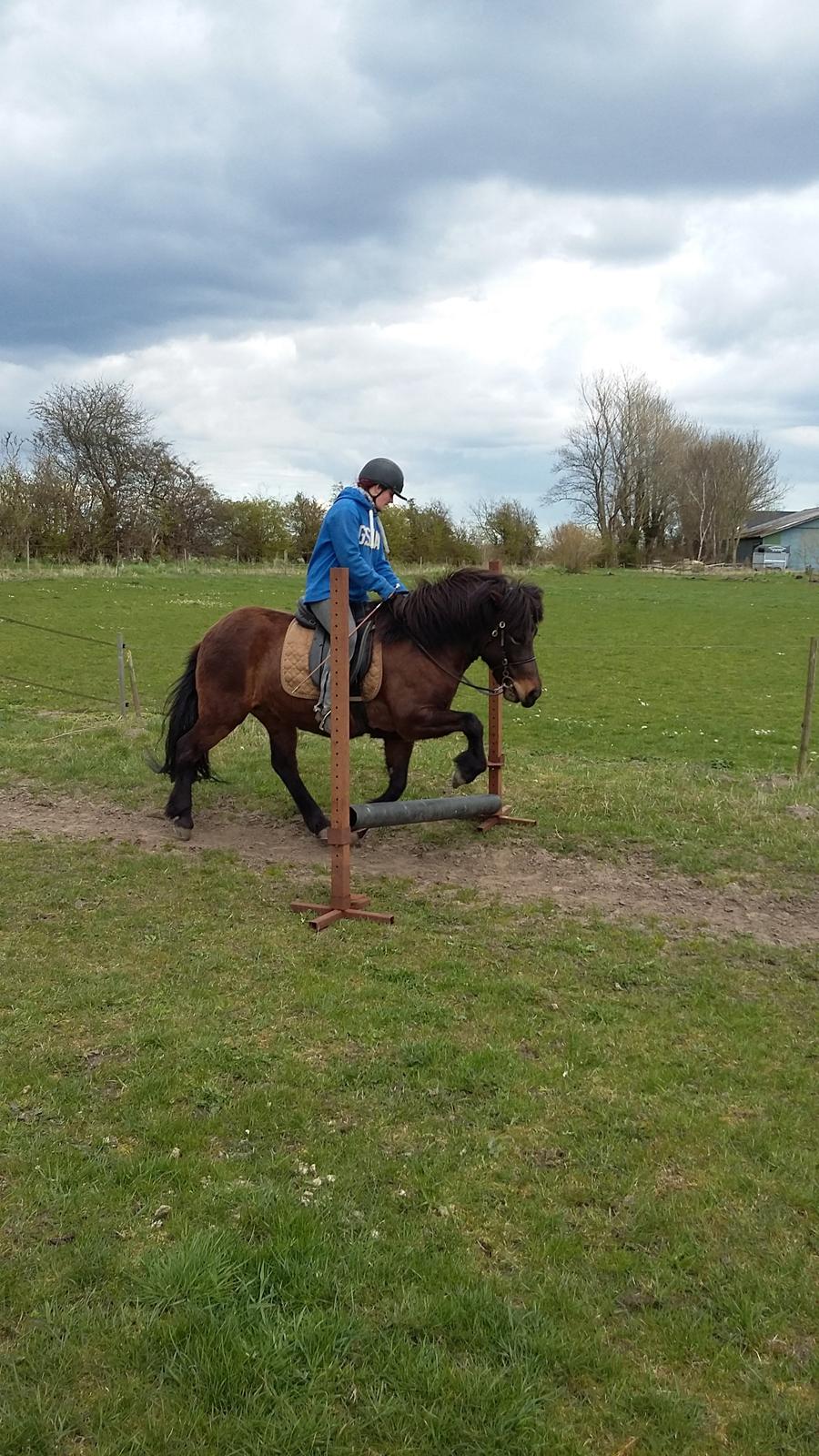 Islænder Hind - skulle prøve et springe, hvor vi fandt ud af det ihvertfald ikke er der hendes evner ligger :D hihi, men fine løft kan hun da!  billede 12