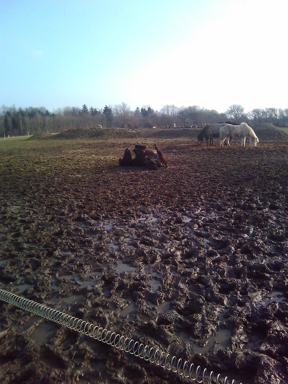 Islænder Hind - rulle rulle :D  billede 14