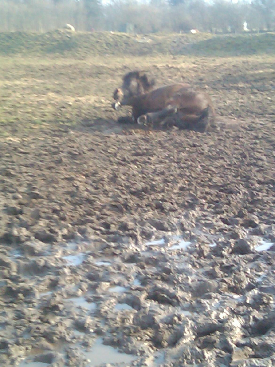 Islænder Hind - Rulle rulle rulle! :D  billede 15