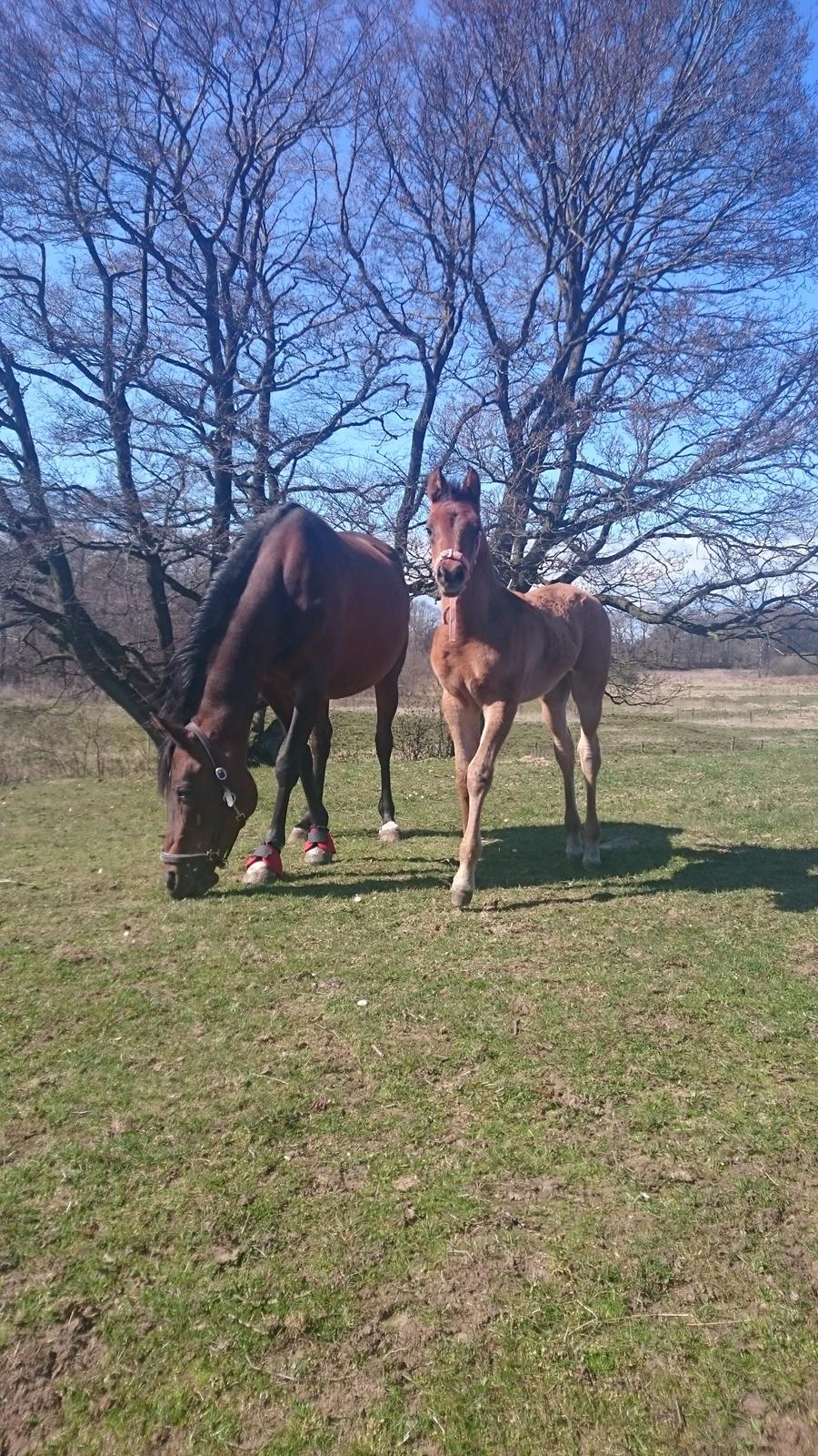 Arabisk fuldblod (OX) E'leganzy OX 6021 *SOLGT* billede 7