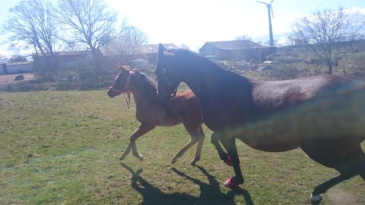 Arabisk fuldblod (OX) E'leganzy OX 6021 *SOLGT* billede 8