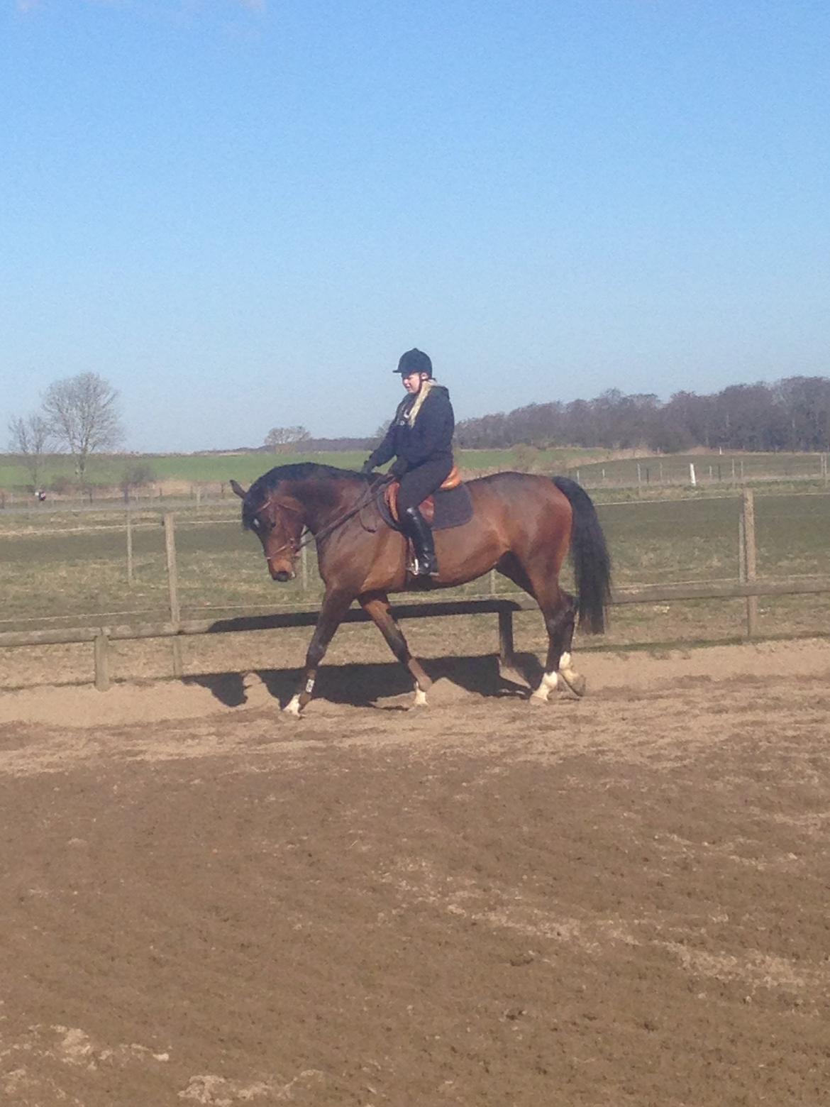 Dansk Varmblod Beyond True Comparison billede 4