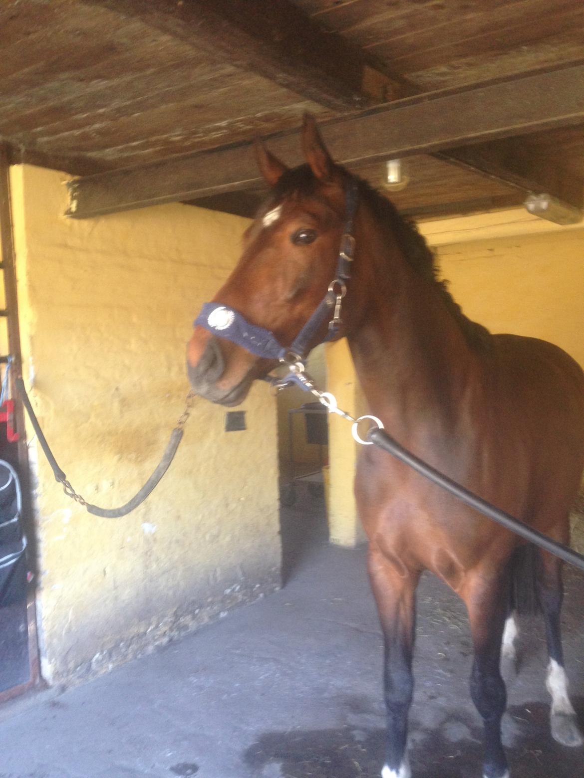 Dansk Varmblod Beyond True Comparison billede 6