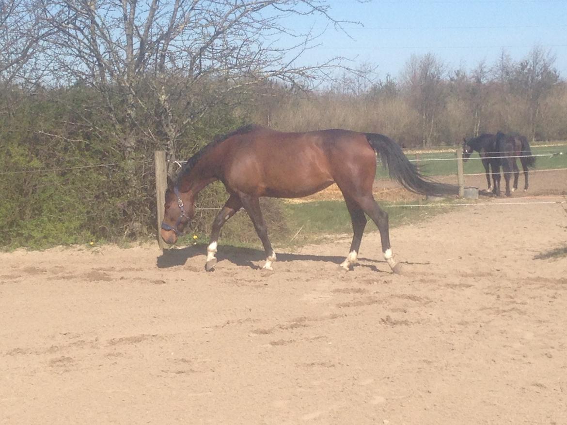 Dansk Varmblod Beyond True Comparison billede 10