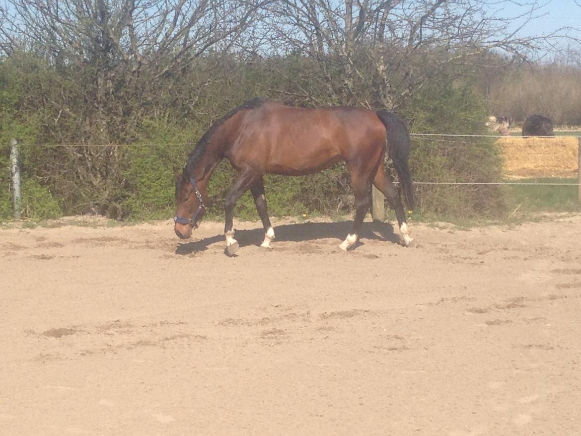 Dansk Varmblod Beyond True Comparison billede 11