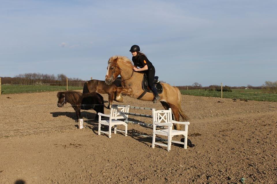 Welsh Cob (sec D) | Glanvyrnwy Olwena - Undervisning af Kamilla, aldrig har vi samarbejdet så godt på en springbane. ♥ April 2015. billede 5